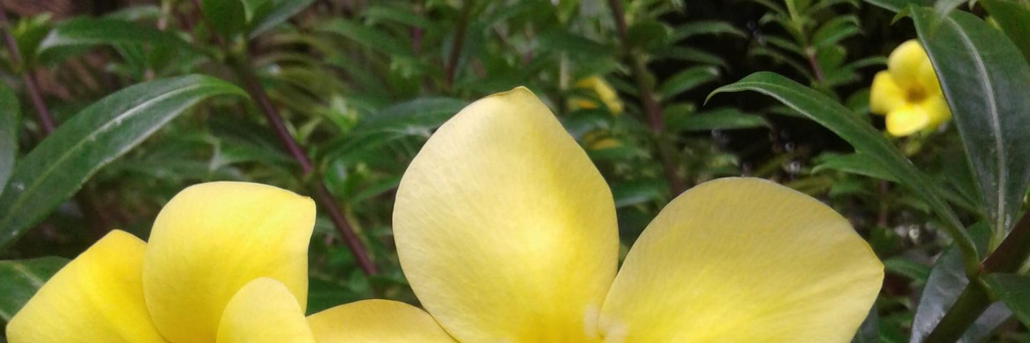 Nida_elshirazy's profile banner image