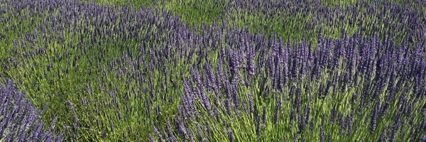 SPSuehnholz Profile Banner