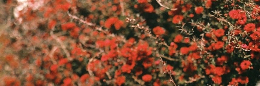 AnarchicTorrent's profile banner image