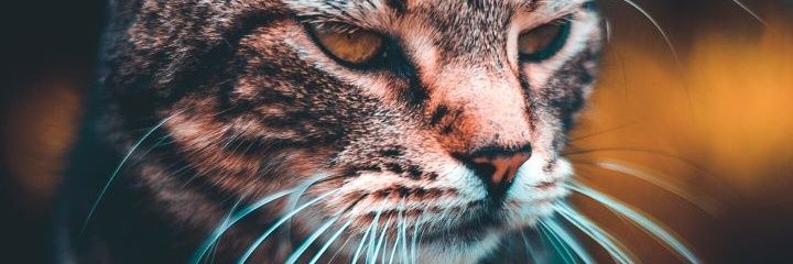 hllhnse's profile banner image
