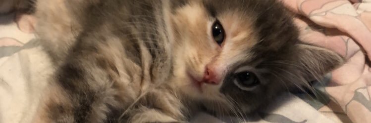 SydneyCheyenne_'s profile banner image