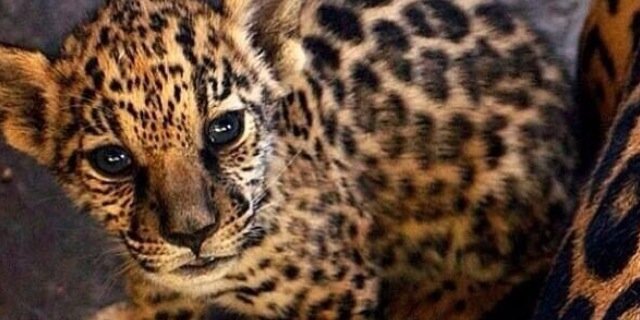 rosirsd's profile banner image