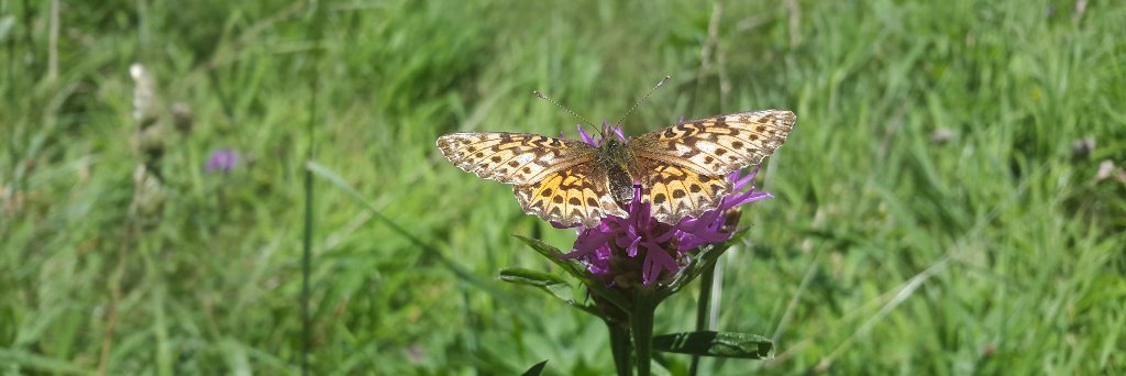 Simona R. Gradinaru banner