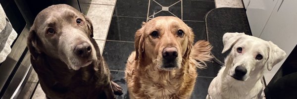 ecseals Profile Banner