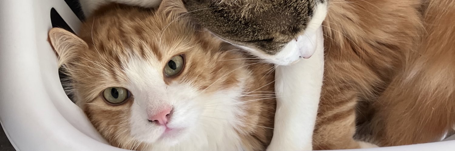 Faerboi's profile banner image