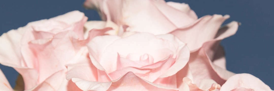 allyjavier's profile banner image