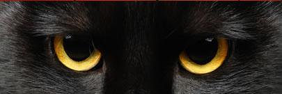 MoonBastet's profile banner image