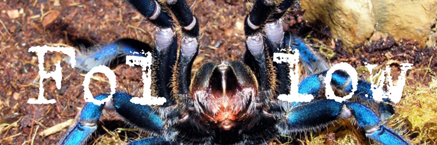 Tarantula Graham banner