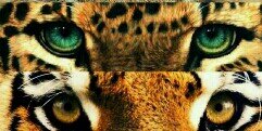 MeenGus's profile banner image