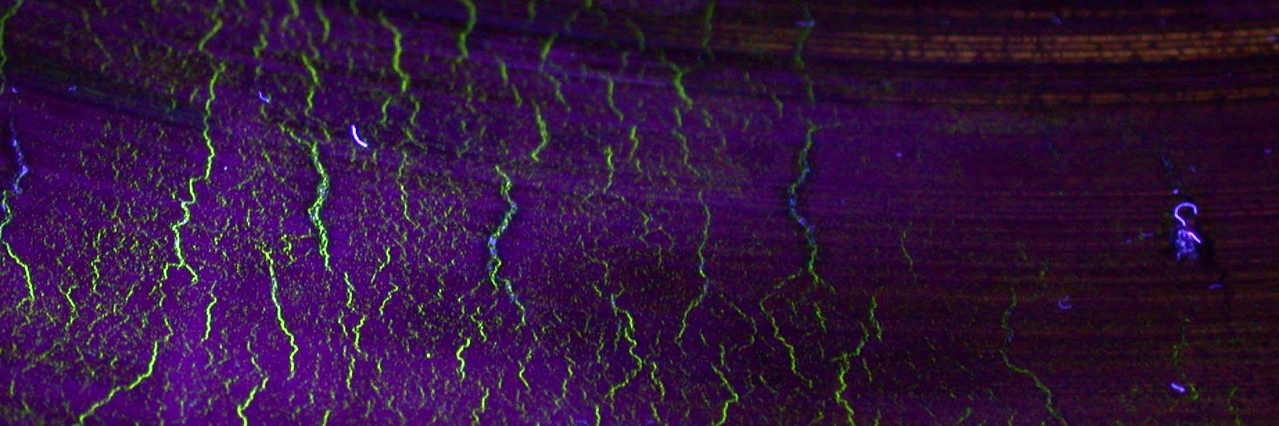TestlabsIntlLtd's profile banner image