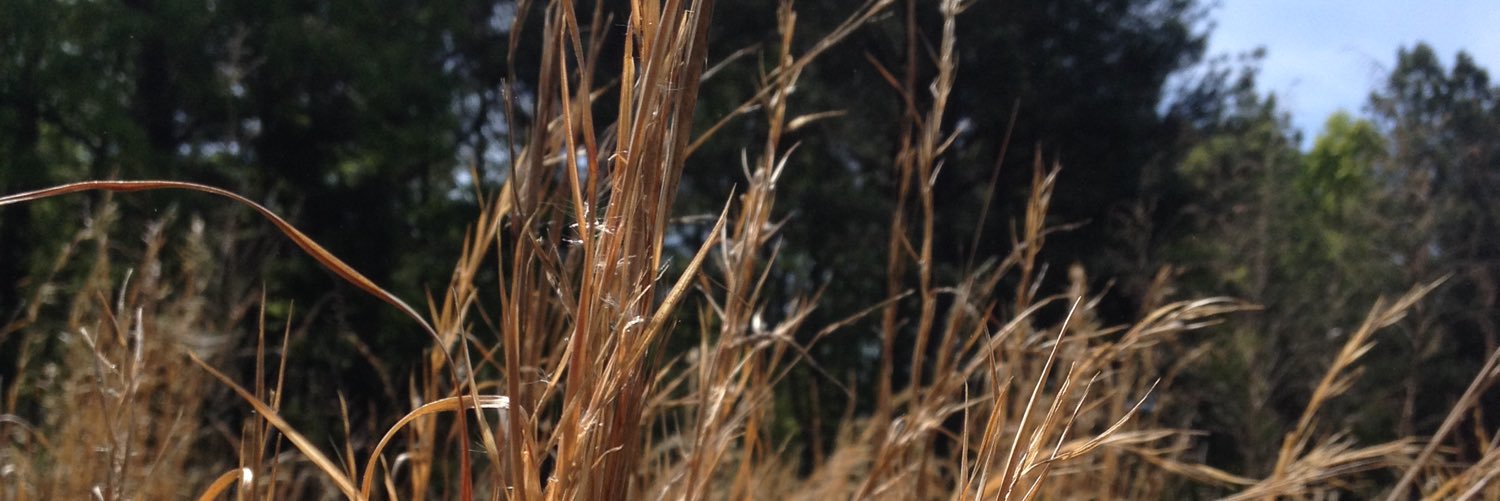 Blondedimples99's profile banner image