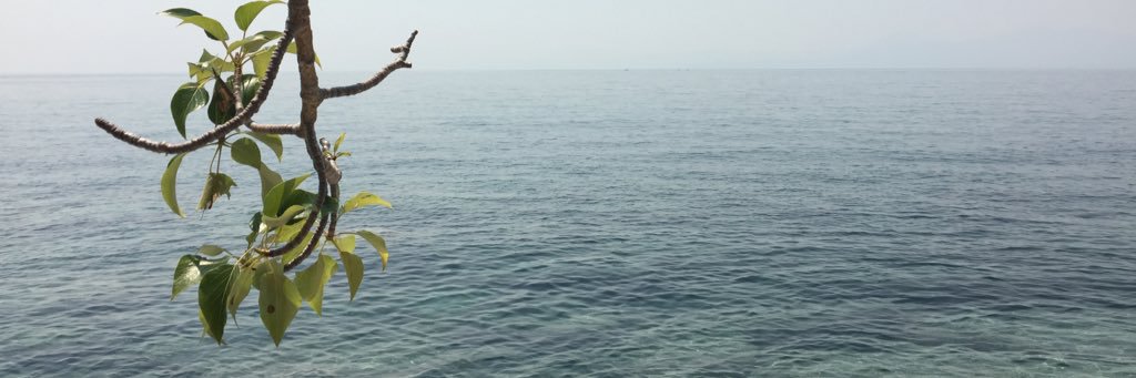 laureltron's profile banner image