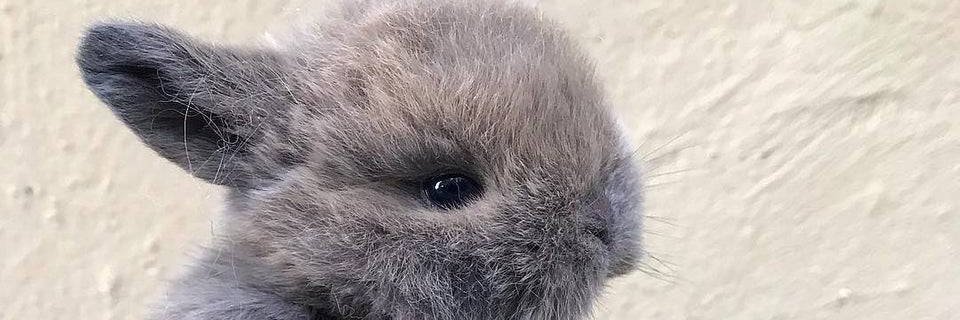 milli_boyy's profile banner image