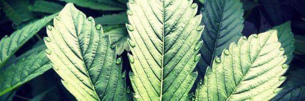 CultivatorsCA's profile banner image