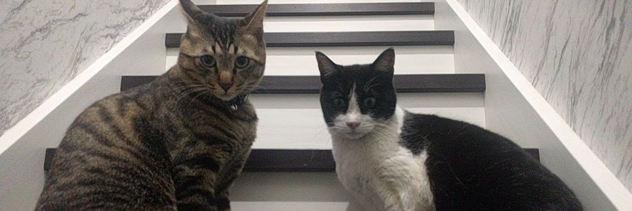 Uber_Tokyo_neko's profile banner image