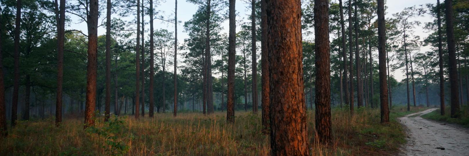 Southern Regional Extension Forestry banner
