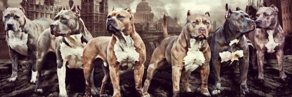 ldk_bandit's profile banner image