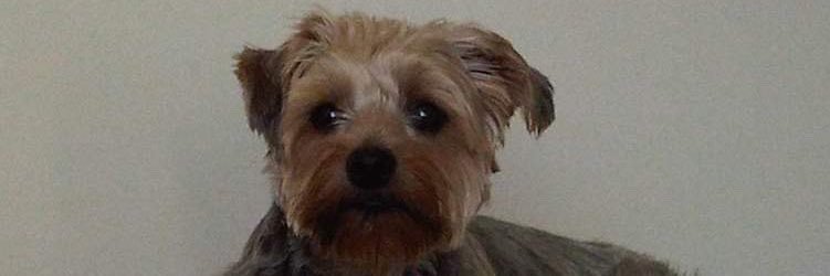 YorkiesRus's profile banner image