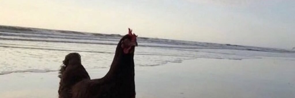 ¿ banner