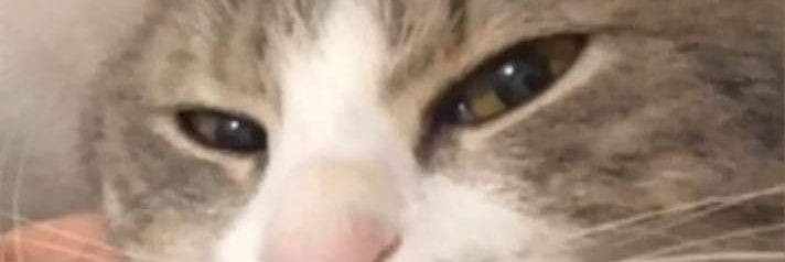 lapequeitude's profile banner image