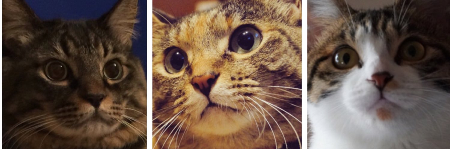 BLovelycat's profile banner image