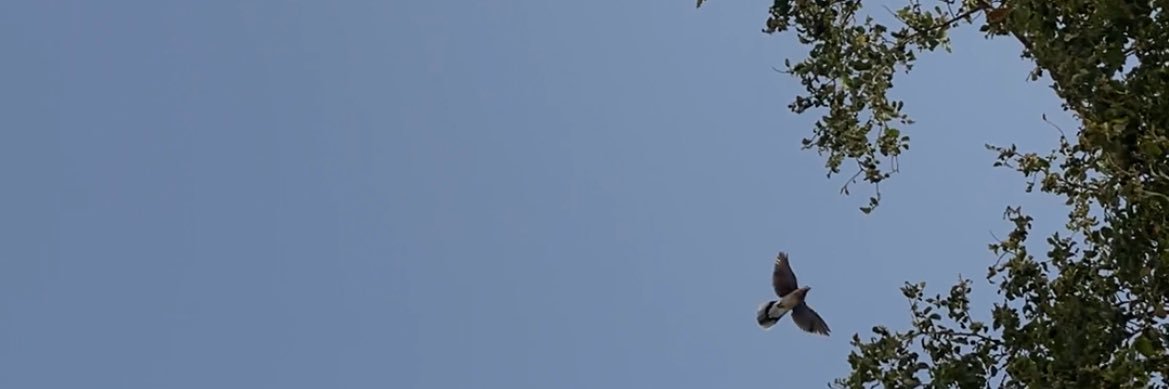 i_54r's profile banner image