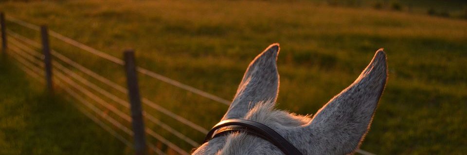 equutori's profile banner image