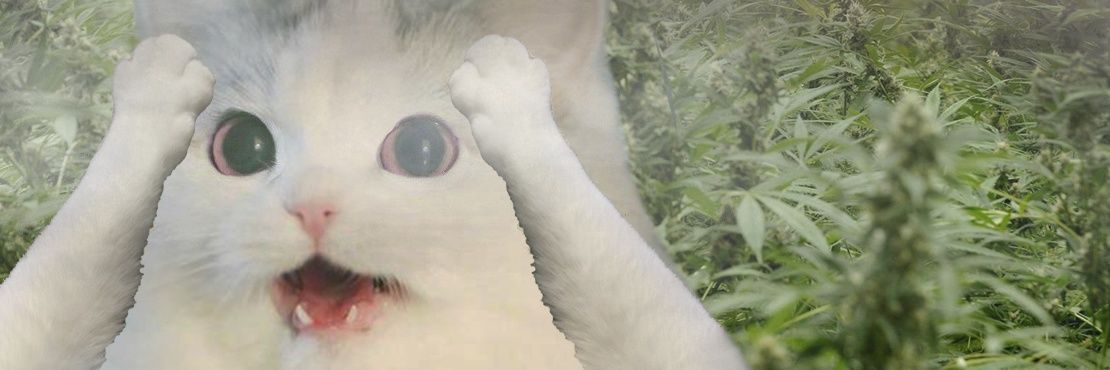 Batshtcray's profile banner image
