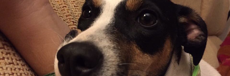 lucycisv98's profile banner image