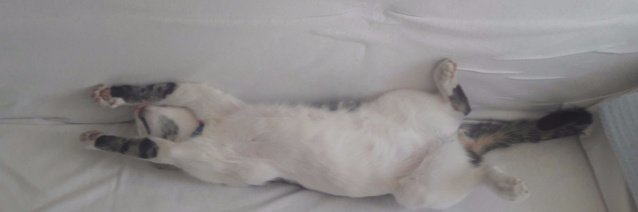 mguray voleybol banner