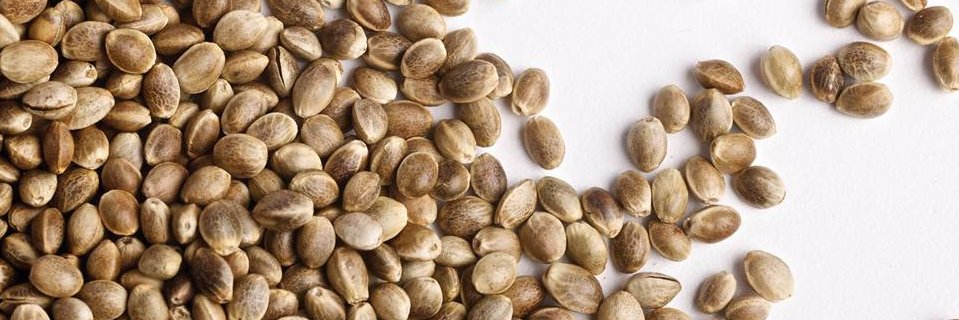 Hempurea's profile banner image