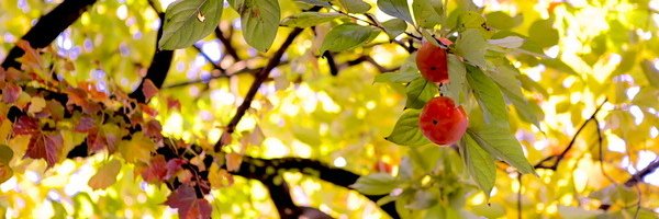 SO0apple's profile banner image
