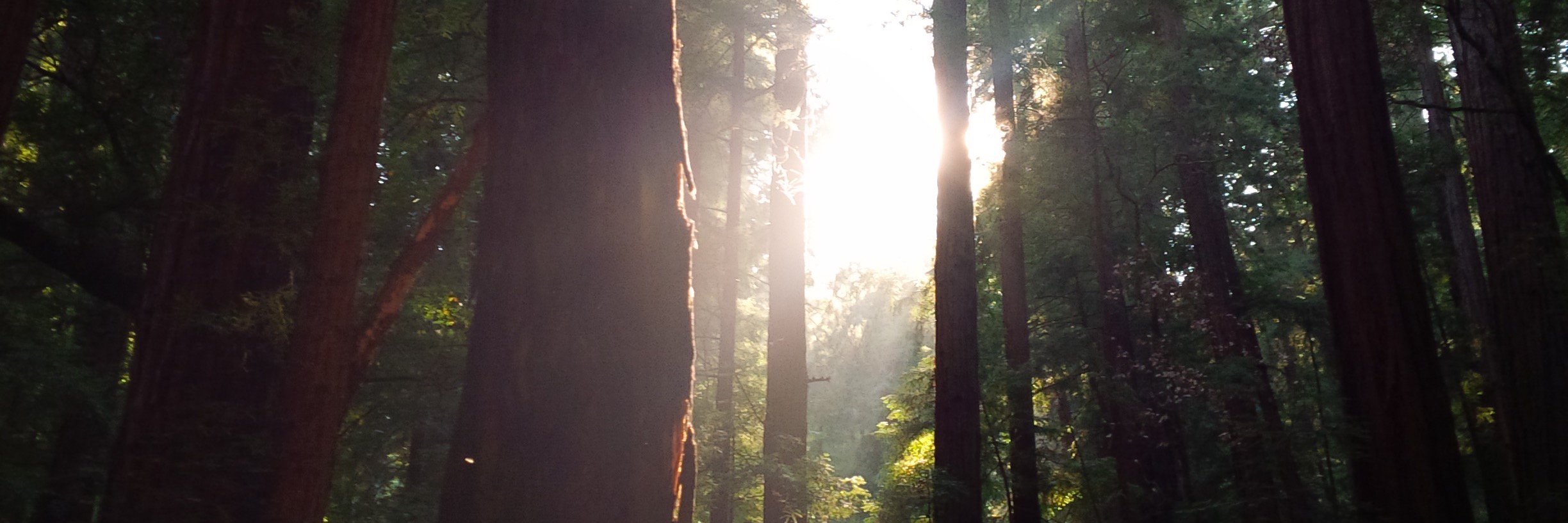 aframroots's profile banner image
