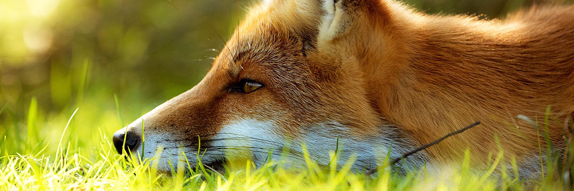 lukavyj_lis's profile banner image
