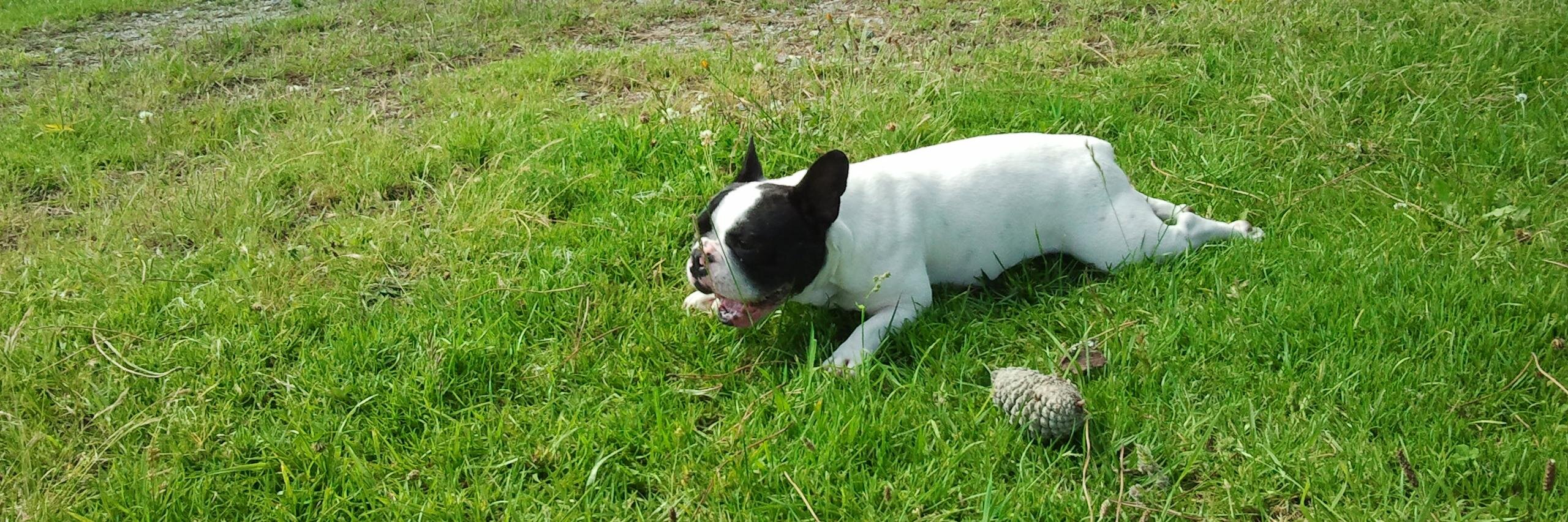 Marcelo Torres banner