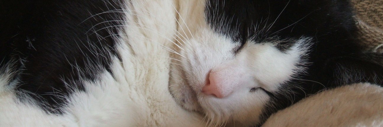 Richard Adams banner