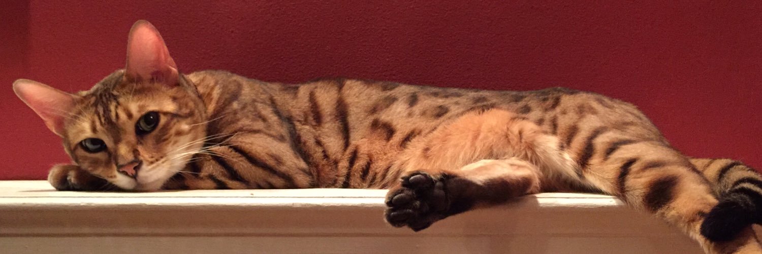 DiploGatto's profile banner image
