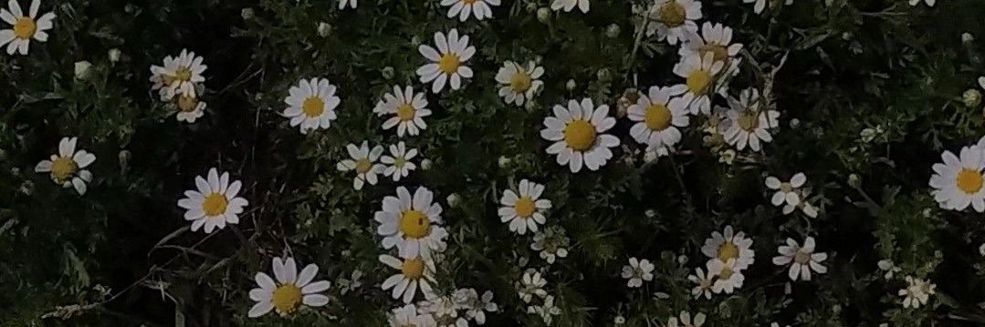 mareeam61's profile banner image