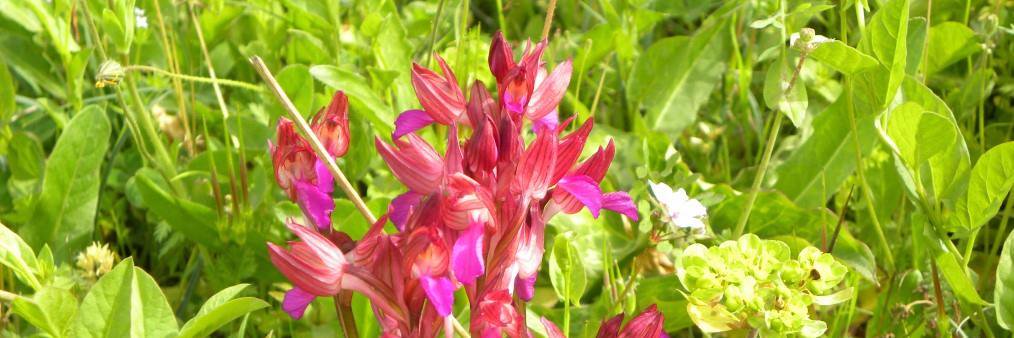 Matteo Palmisani banner