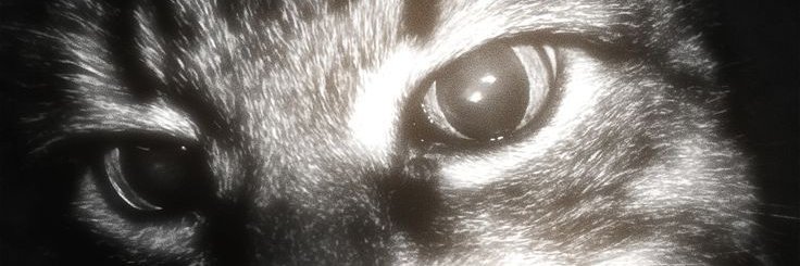 Soldier1OSINT's profile banner image