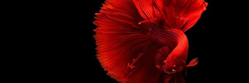 Oracle__21's profile banner image
