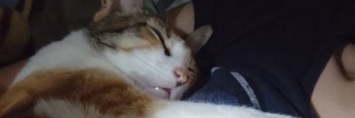 purricia's profile banner image