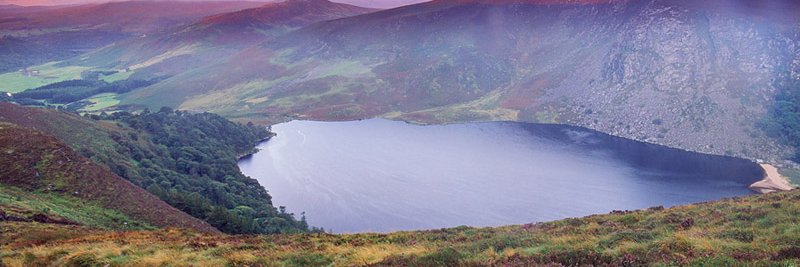 Fiona White-Tripp banner