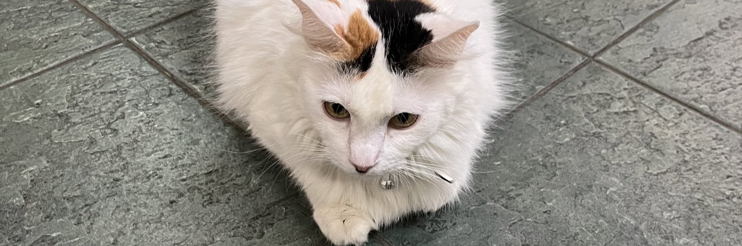 tacamochie's profile banner image