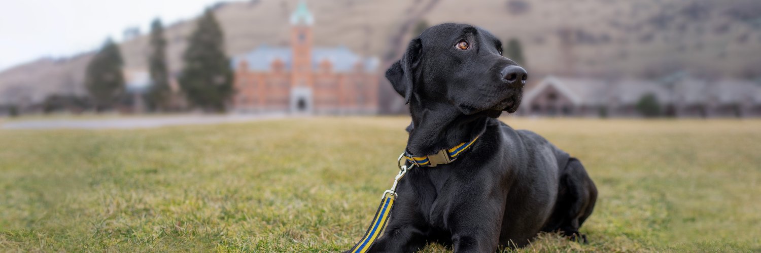 ifitbarks's profile banner image