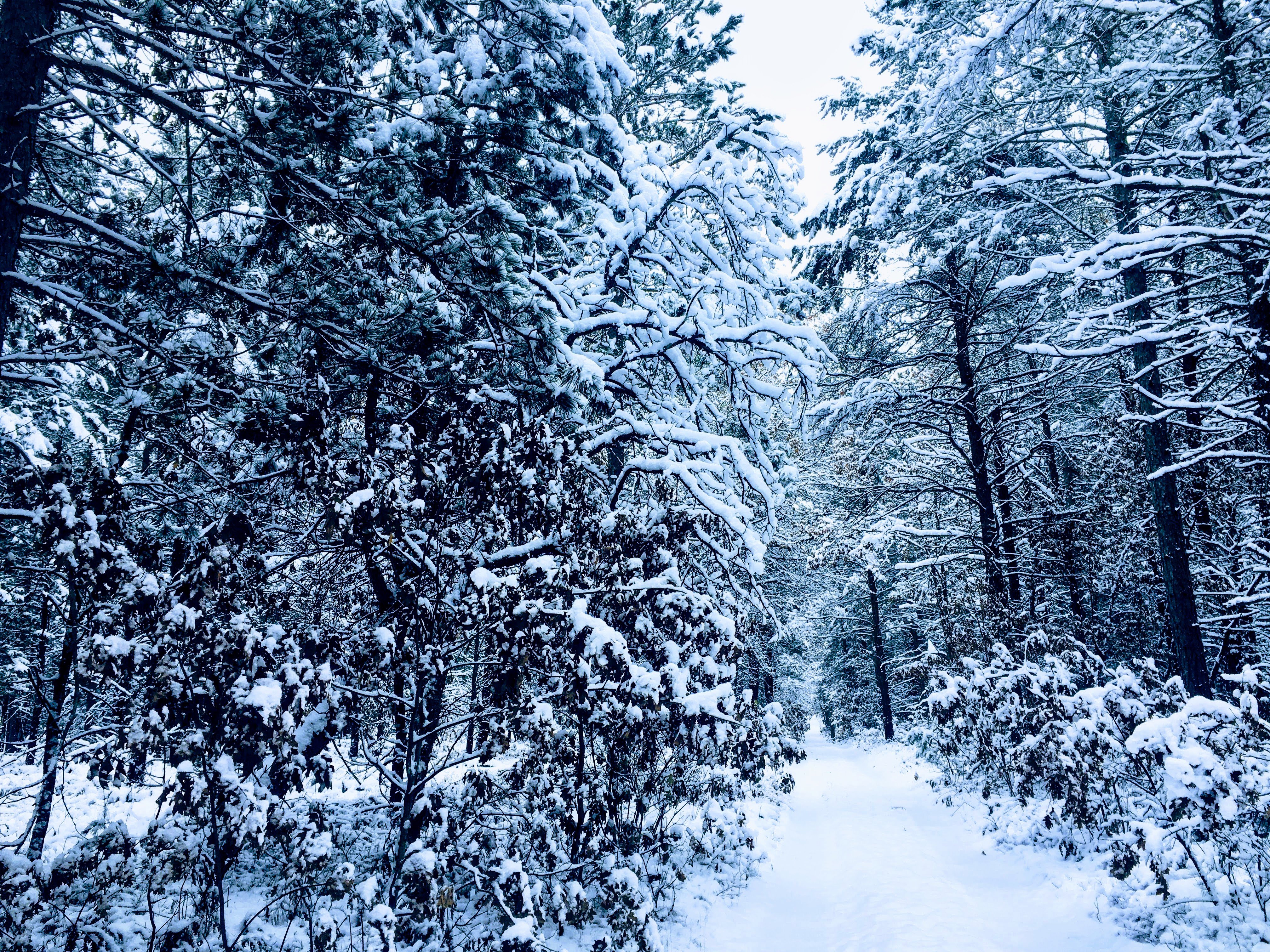 Christopher Davis banner