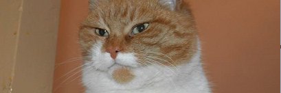 Faugheenn's profile banner image
