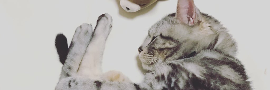 たけし@白くま banner