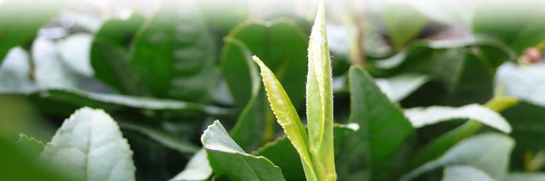 Chinese Tea Leaves (@chinesetleaves) / Posts / X