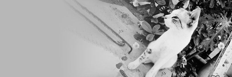 yofredgs's profile banner image